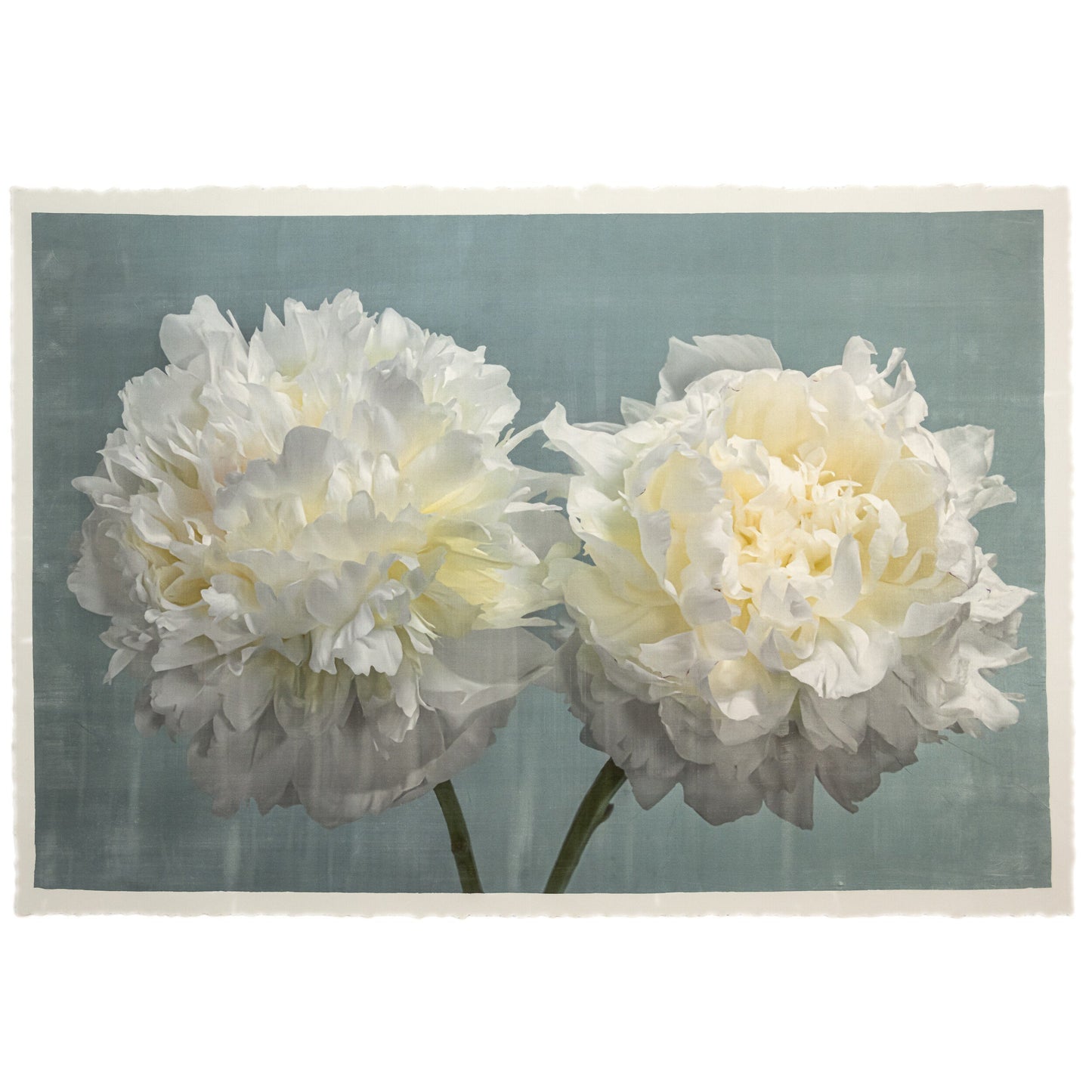 two full bloom white peonies with yellow highlights in the center facing side by side on blue background 24x16” on cotton paper, wall art