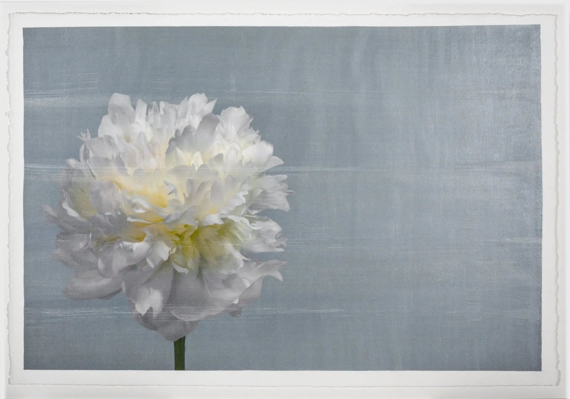 White Peony Flower with billowy petals on blue background, offset to the left with empty space to the right
