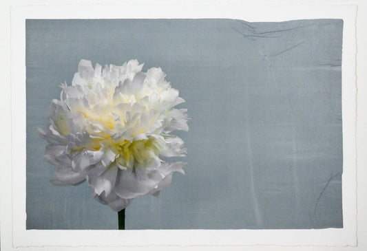 White Peony Flower with billowy petals on blue background, offset to the left with empty space to the right