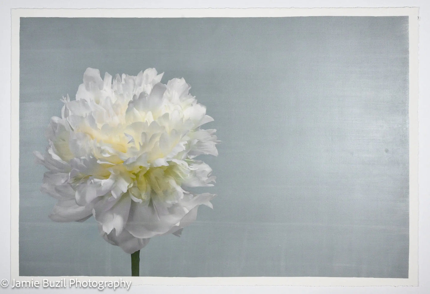 White Peony Flower with billowy petals on blue background, offset to the left with empty space to the right