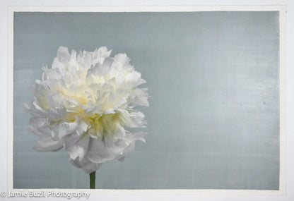 White Peony Flower with billowy petals on blue background, offset to the left with empty space to the right