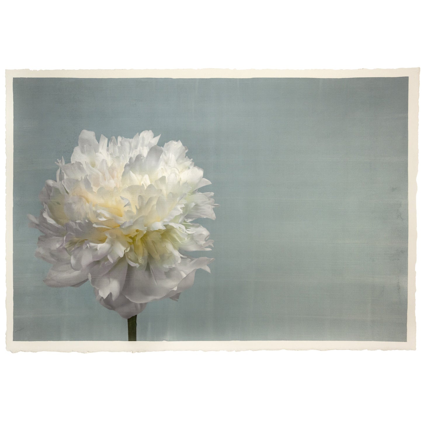 Peony handcrafted from a photograph of flower full double bloom flower with billowing white petals, yellow tint center, offset on the left side, blue background 24x16” cotton paper