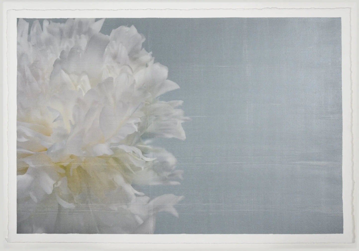 Peony flower partial front view full double bloom flower with billowing white petals, yellow tint center, peaking from the left side, blue background 