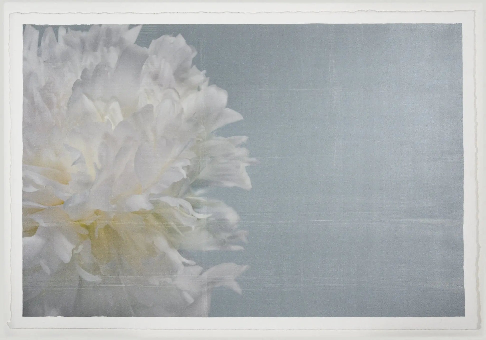 Peony flower partial front view full double bloom flower with billowing white petals, yellow tint center, peaking from the left side, blue background 