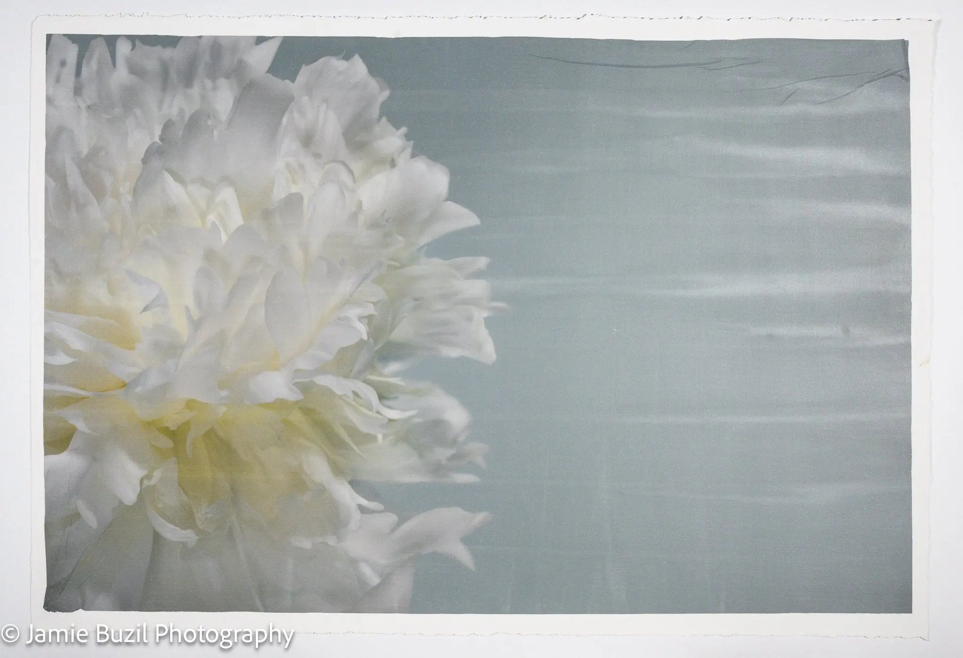 Peony flower partial front view full double bloom flower with billowing white petals, yellow tint center, peaking from the left side, blue background 