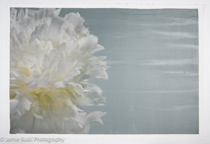 Peony flower partial front view full double bloom flower with billowing white petals, yellow tint center, peaking from the left side, blue background 
