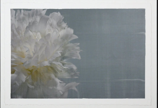 Peony flower partial front view full double bloom flower with billowing white petals, yellow tint center, peaking from the left side, blue background 