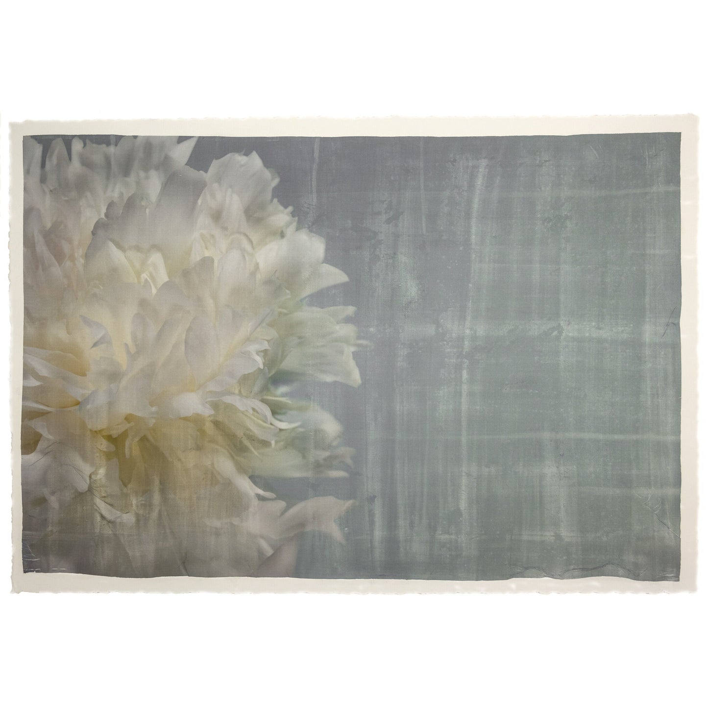 Peony flower partial front view full double bloom flower with billowing white petals, yellow tint center, peaking from the left side, blue background 24x16” cotton paper