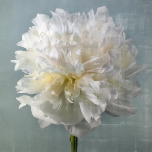 Peony flower front view full double bloom flower with billowing white petals, yellow tint center, pearl tinted, on blue background, square shape