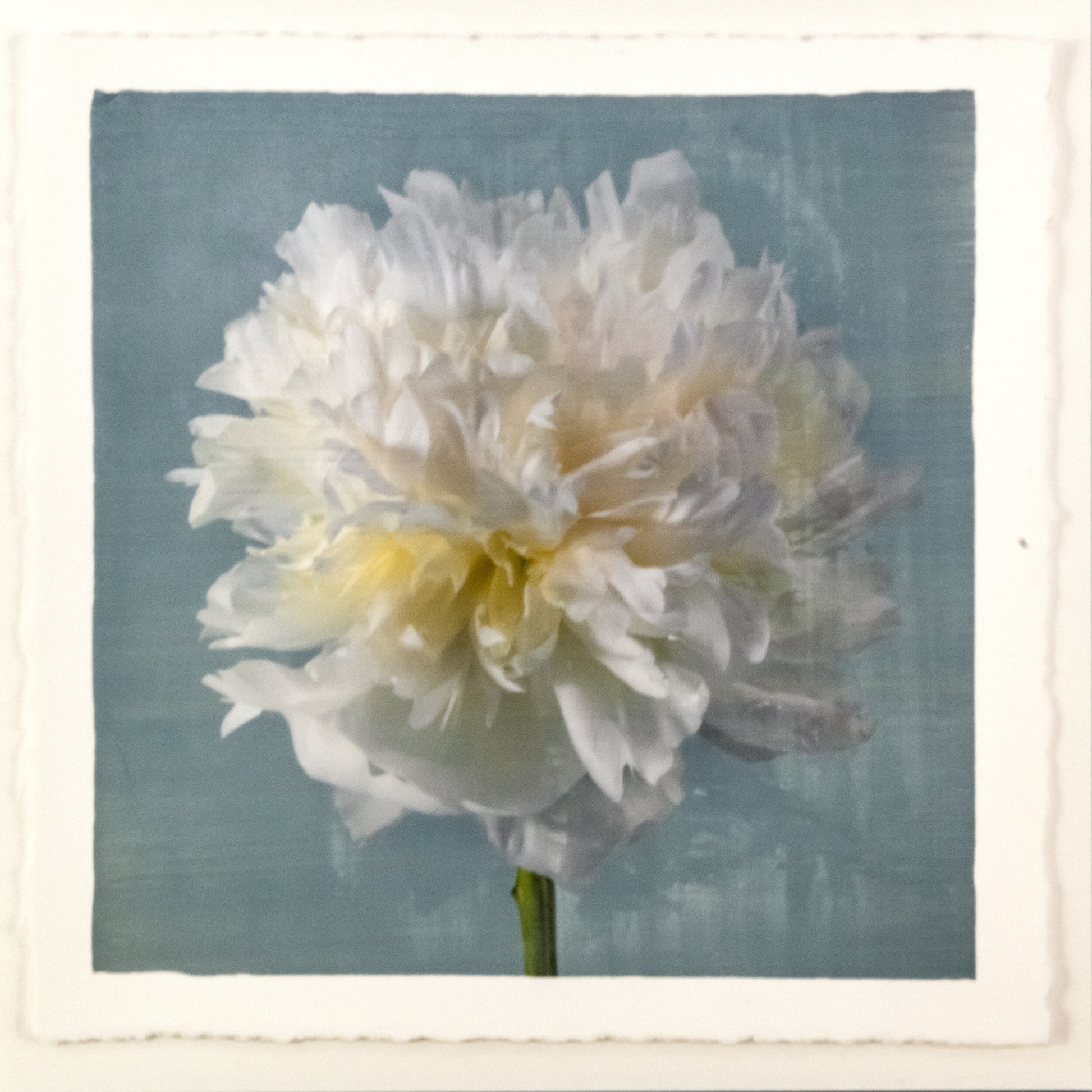 Peony flower front view full double bloom flower with billowing white petals, yellow tint center, pearl tinted, on blue background, square shape