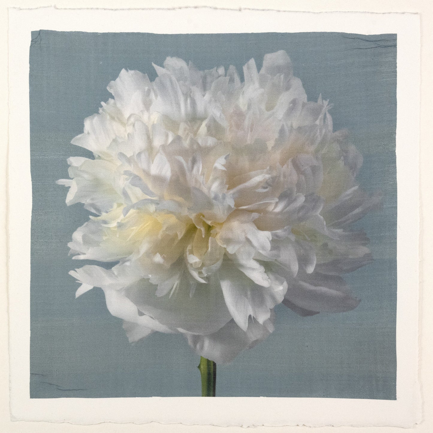 Peony flower front view full double bloom flower with billowing white petals, yellow tint center, pearl tinted, on blue background, square shape