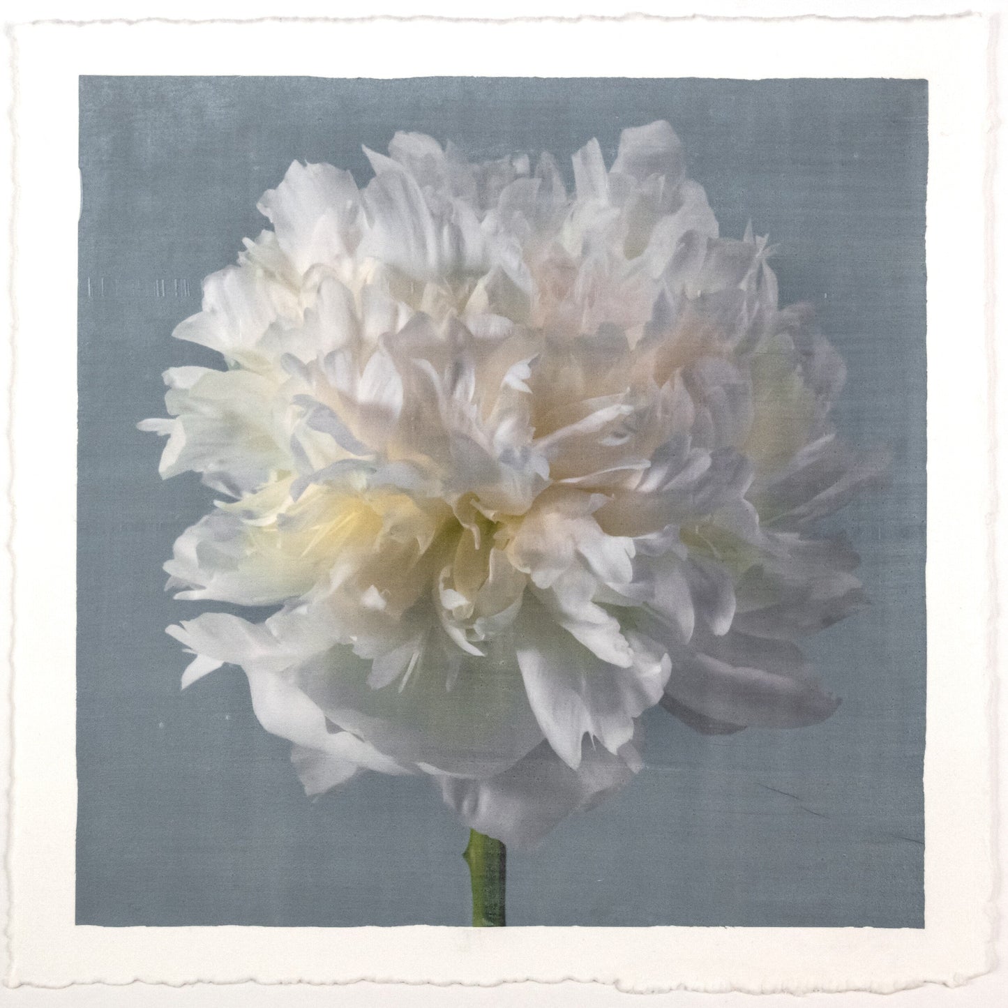 Peony flower front view full double bloom flower with billowing white petals, yellow tint center, pearl tinted, on blue background, square shape