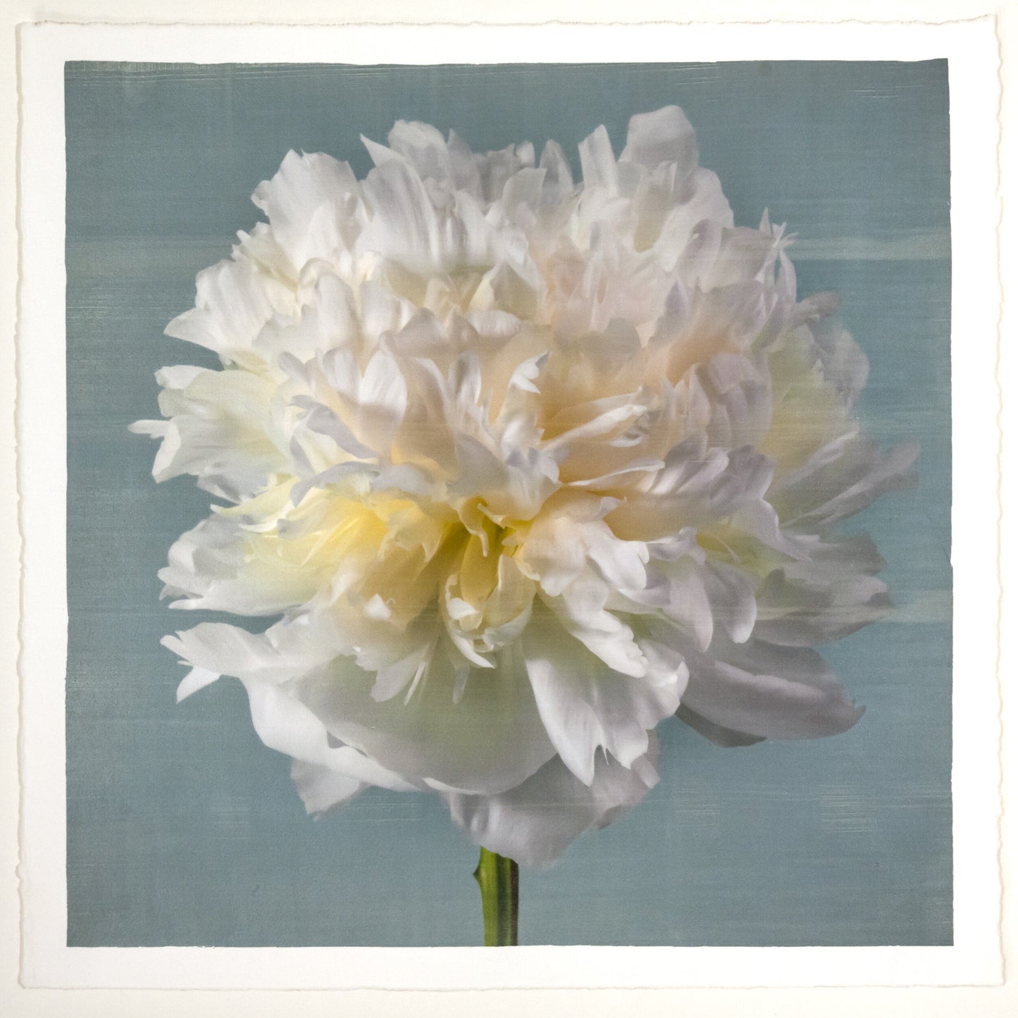 Peony flower front view full double bloom flower with billowing white petals, yellow tint center, pearl tinted, on blue background, square shape