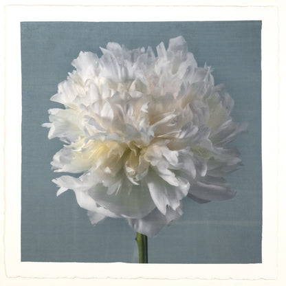 Peony flower front view full double bloom flower with billowing white petals, yellow tint center, pearl tinted, on blue background, square shape