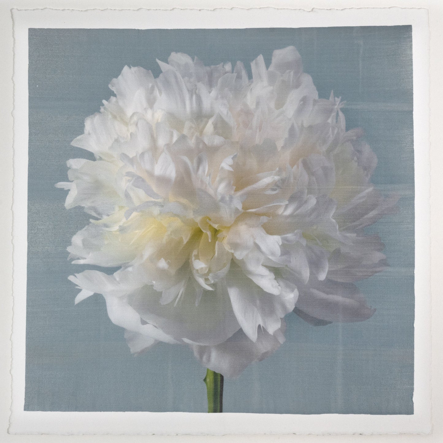 Peony flower front view full double bloom flower with billowing white petals, yellow tint center, pearl tinted, on blue background, square shape