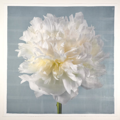 Peony flower front view full double bloom flower with billowing white petals, yellow tint center, pearl tinted, on blue background, square shape