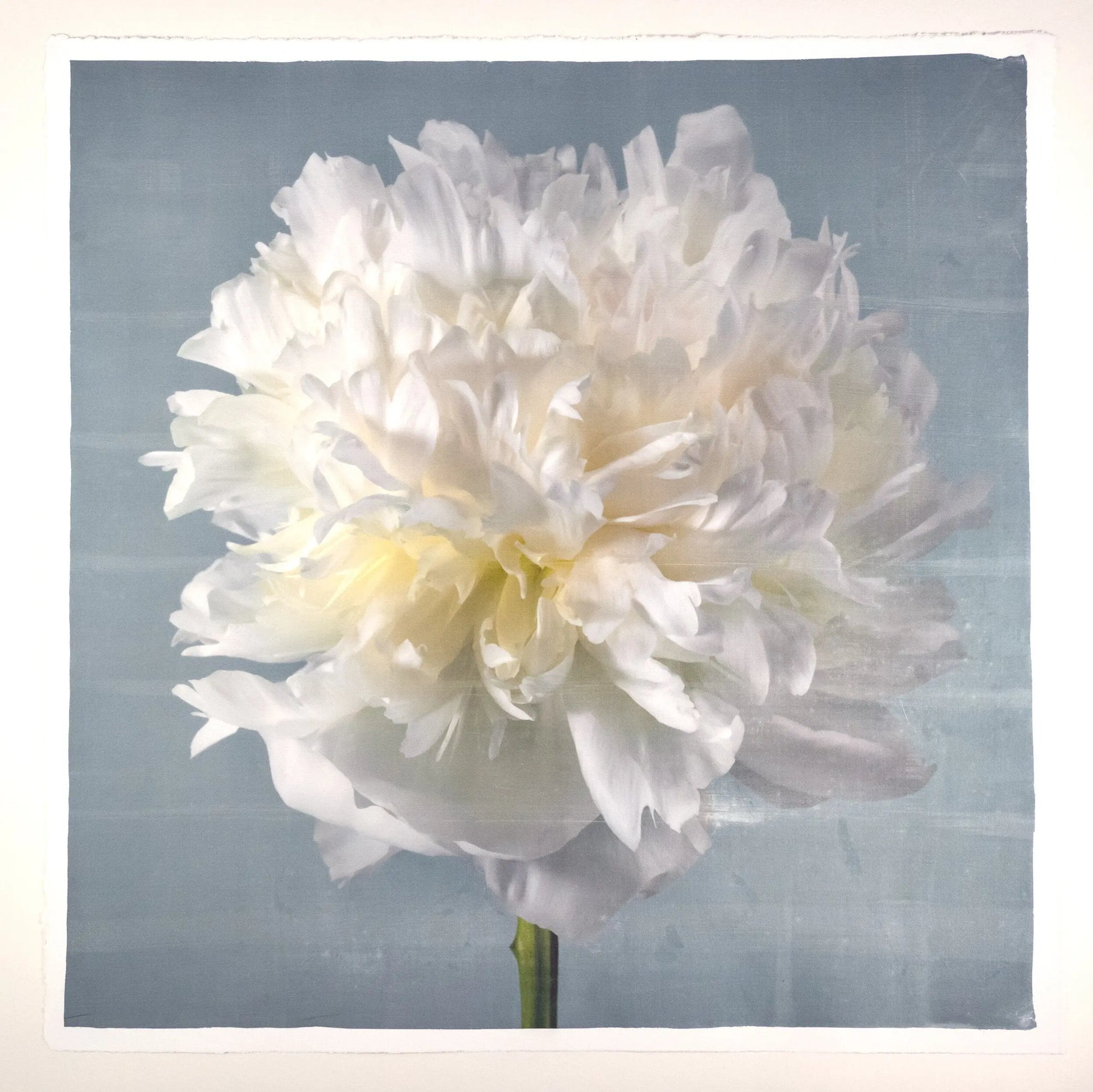 Peony flower front view full double bloom flower with billowing white petals, yellow tint center, pearl tinted, on blue background, square shape