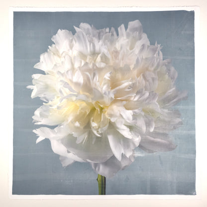 Peony flower front view full double bloom flower with billowing white petals, yellow tint center, pearl tinted, on blue background, square shape