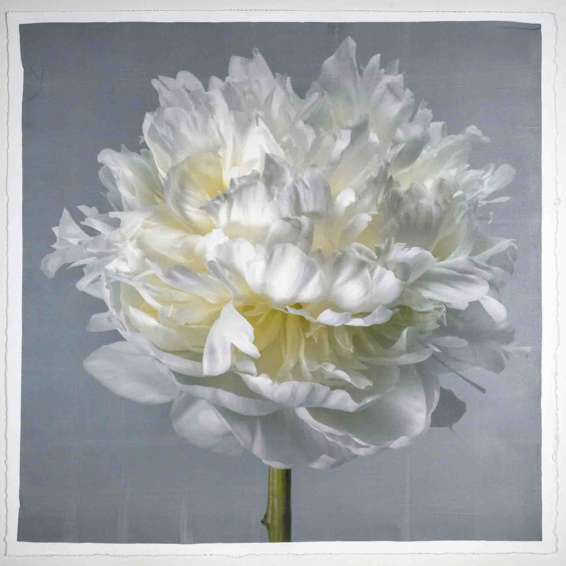 White Peony Flower Handmade Print with blue grey background square format