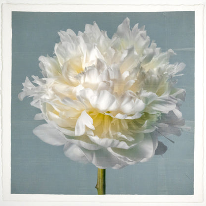 Peony flower front view full double bloom flower with billowing white petals, yellow tint center, pearl tinted, on blue background, square shape 8” cotton paper