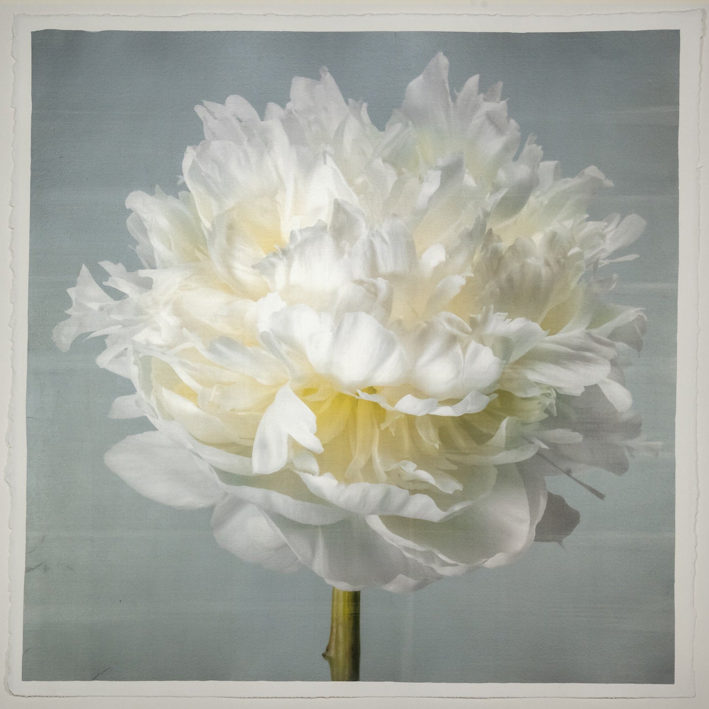 Peony flower front view full double bloom flower with billowing white petals, yellow tint center, pearl tinted, on blue background, square shape 12” cotton paper