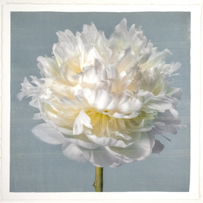 Peony flower front view full double bloom flower with billowing white petals, yellow tint center, pearl tinted, on blue background, square shape 12” cotton paper