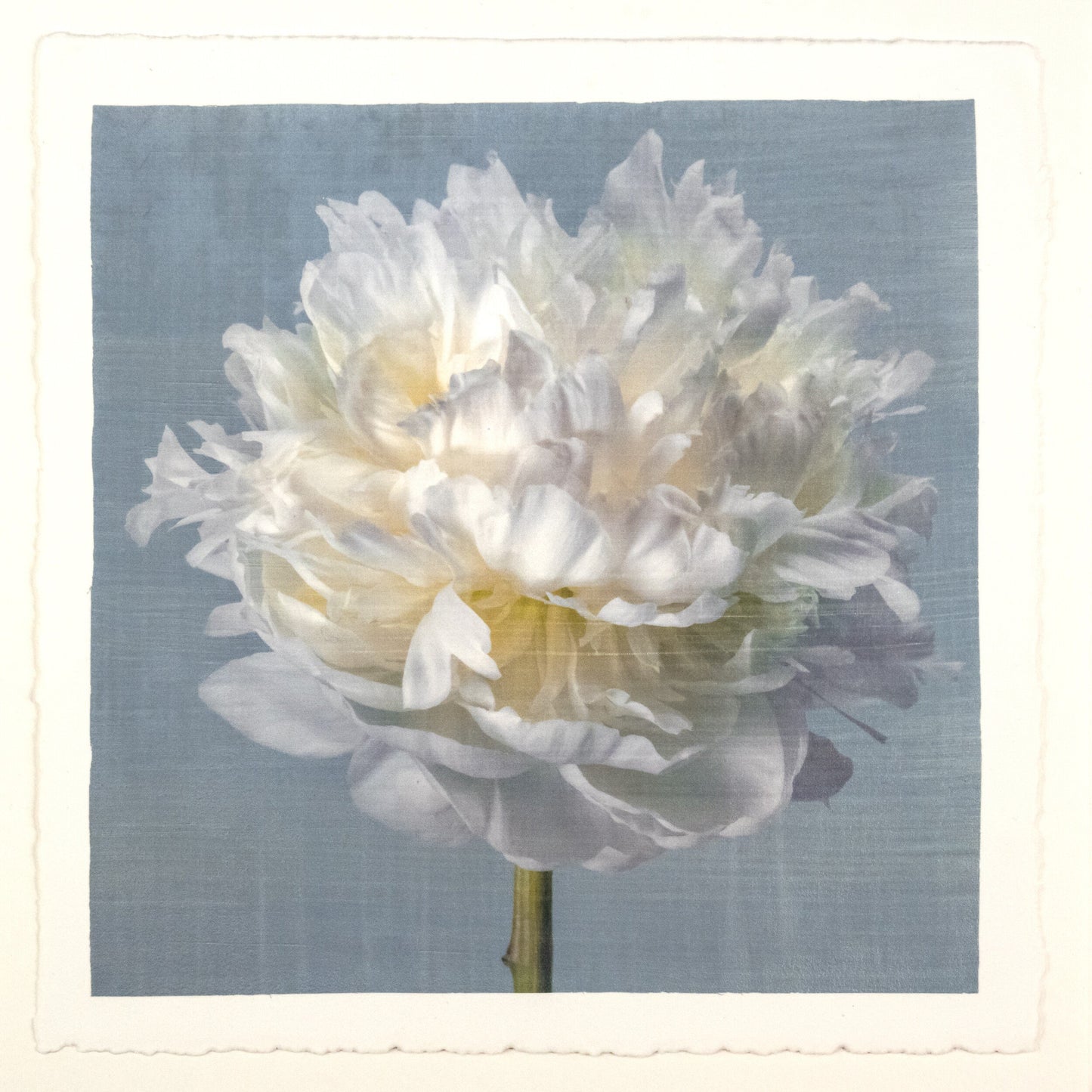 Peony flower front view full double bloom flower with billowing white petals, yellow tint center, pearl tinted, on blue background, square shape 20” cotton paper