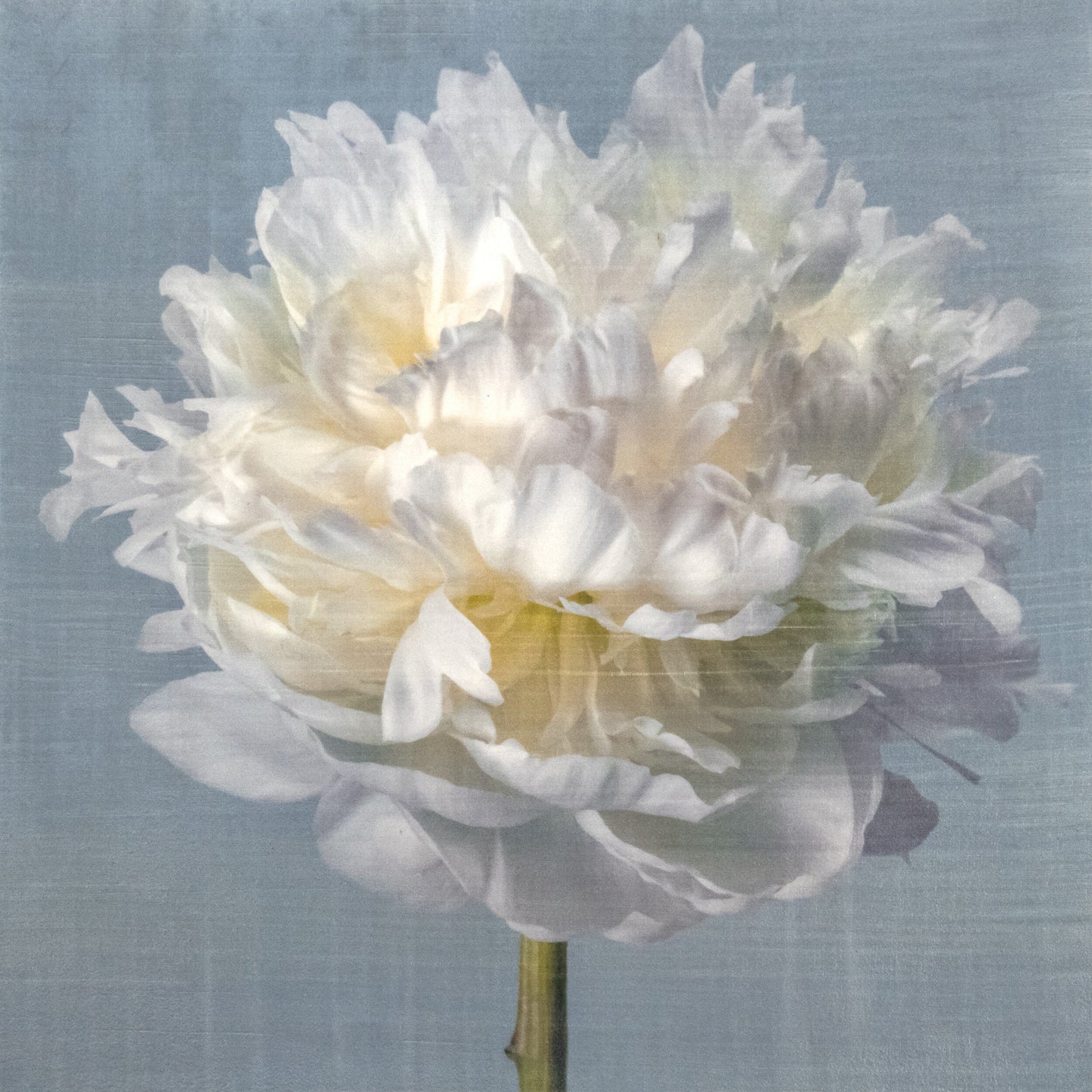 Peony flower front view full double bloom flower with billowing white petals, yellow tint center, pearl tinted, on blue background, square shape