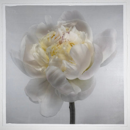 White Peony Flower photograph print on grey background, close up in square format