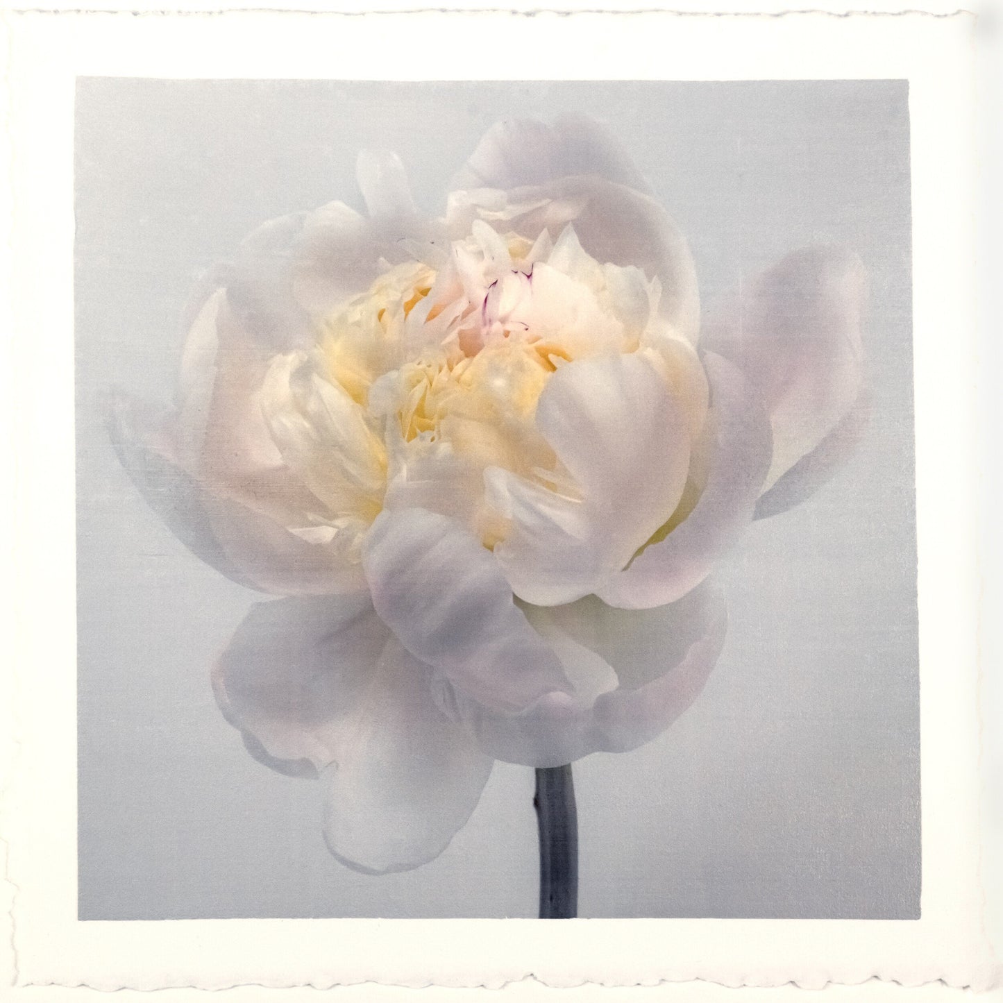 White Peony Side view partially blooming with large white scalloped outer petals yellow tint center stem and pops of magenta visible 8” cotton paper