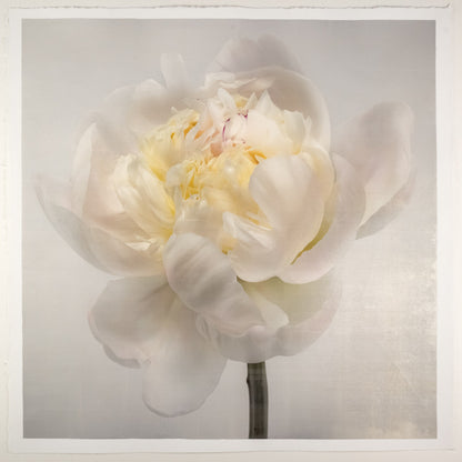 White Peony Side view partially blooming with large white scalloped outer petals yellow tint center stem and pops of magenta visible 8” cotton paper