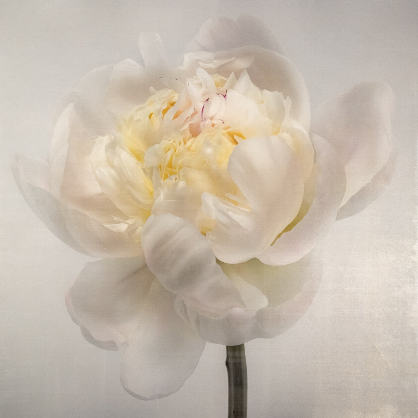 White Peony Side view partially blooming with large white scalloped outer petals yellow tint center stem and pops of magenta visible pearl tinted, square shape