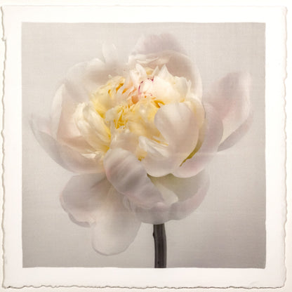 White Peony Side view partially blooming with large white scalloped outer petals yellow tint center stem and pops of magenta visible 12” cotton paper