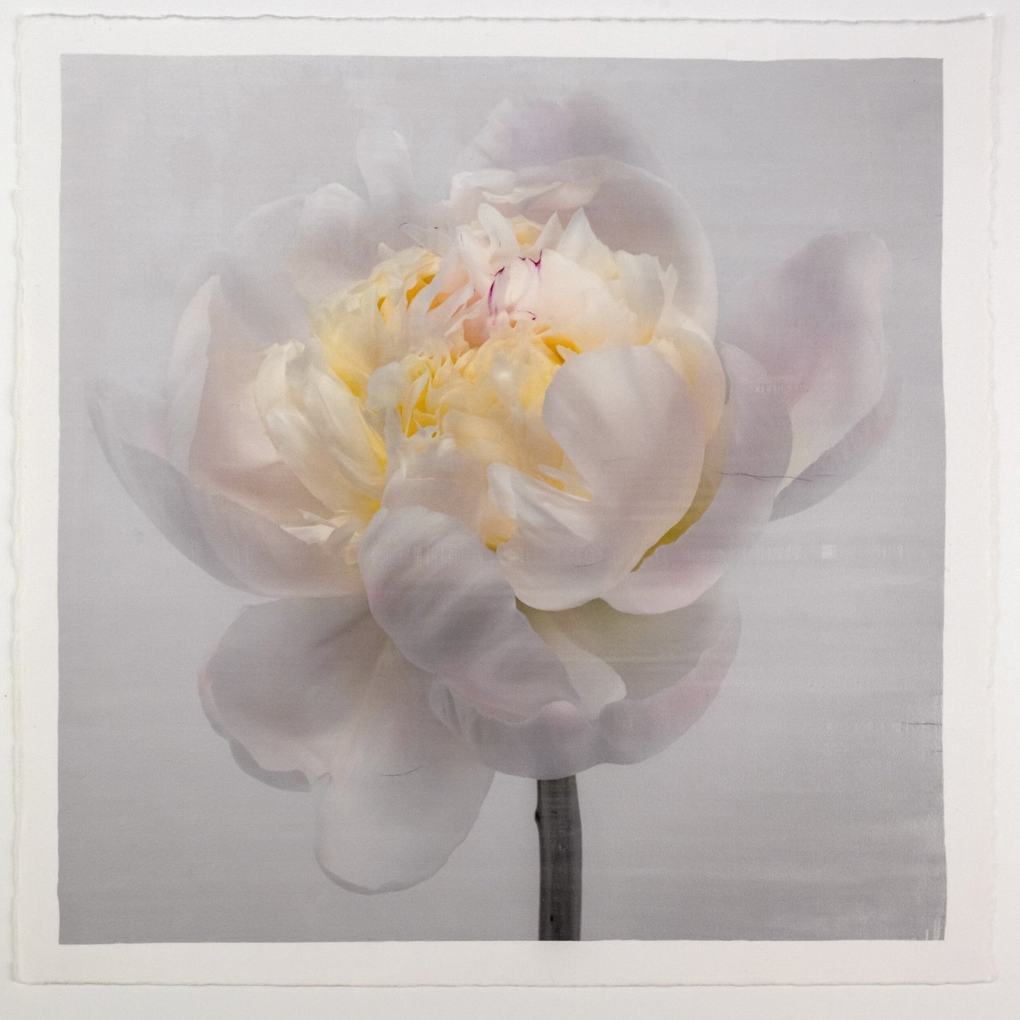 White Peony Side view partially blooming with large white scalloped outer petals yellow tint center stem and pops of magenta visible 12” cotton paper