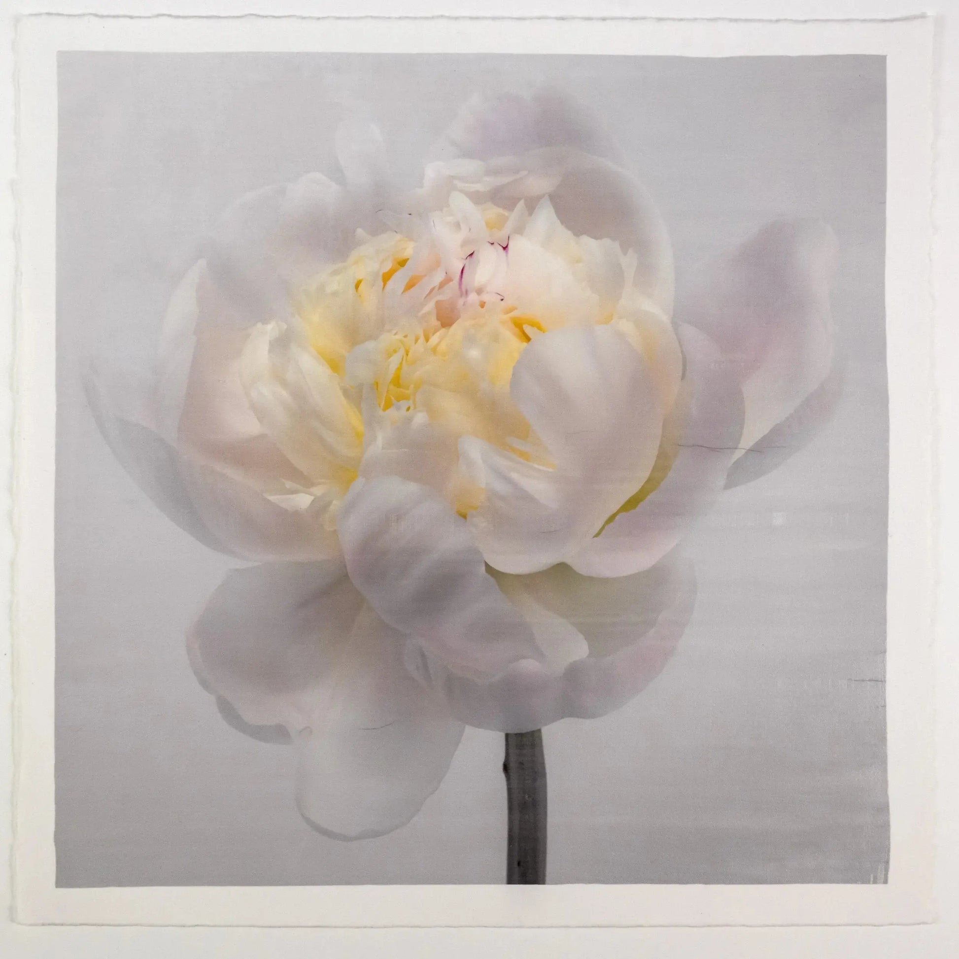 White Peony Flower photograph print on grey background, close up in square format