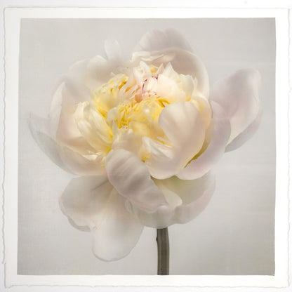 White Peony Side view partially blooming with large white scalloped outer petals yellow tint center stem and pops of magenta visible cotton paper