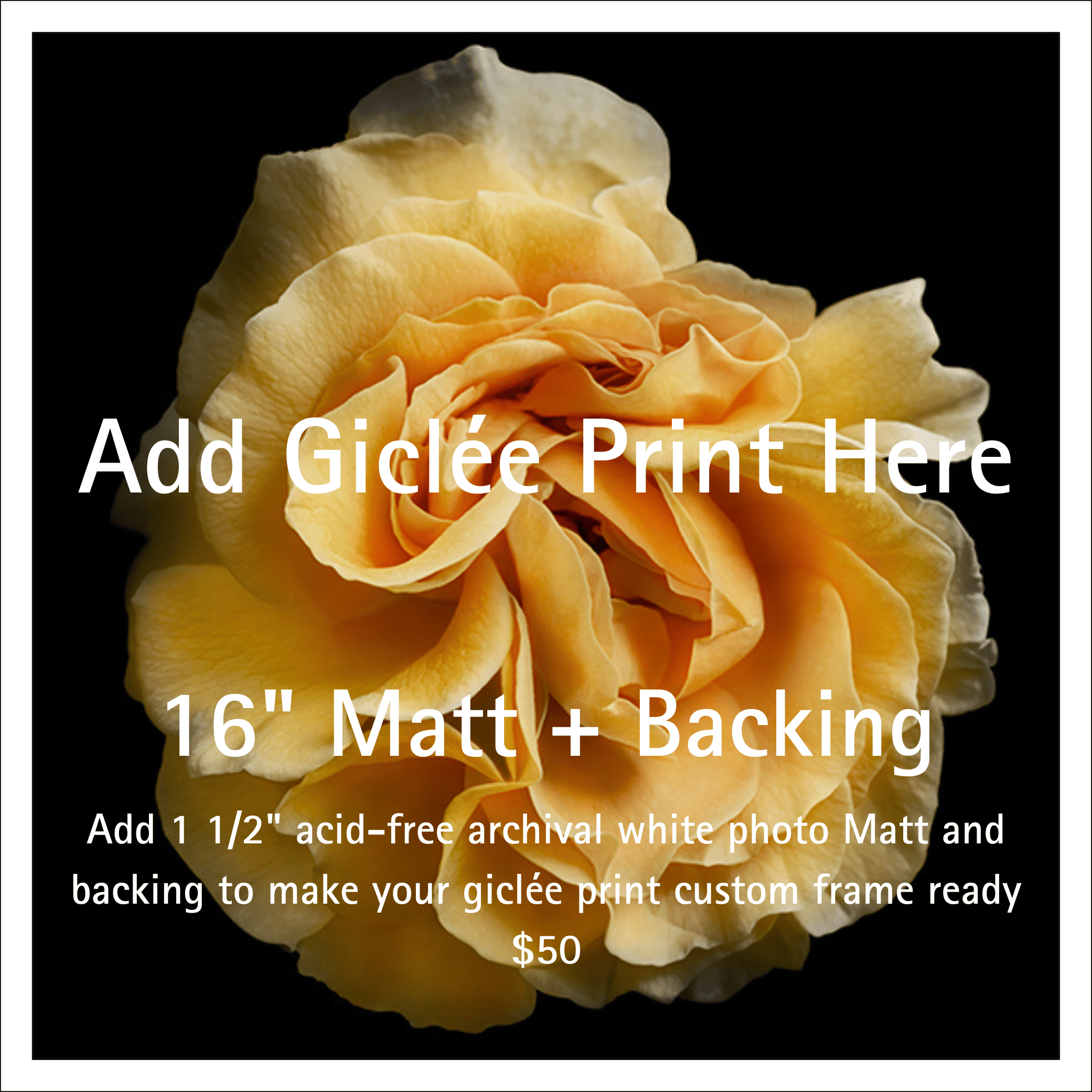 Acid free white matt photo mat with 1.5 inch border for 16 inch giclee prints