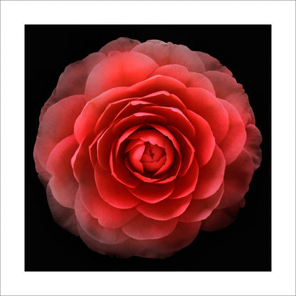 Print of Red Camellia with double blooming symmetrical velvety petals Centered in Square mode, black background 12" white mat