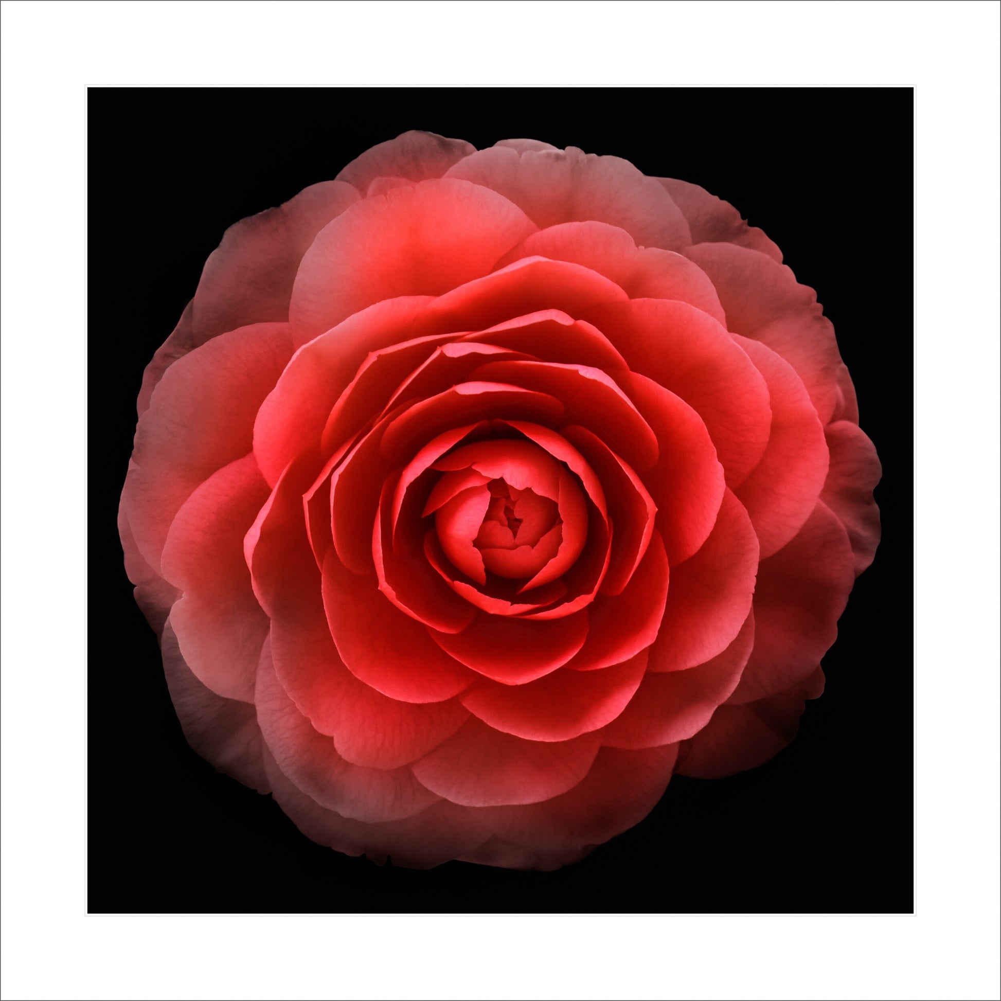 Print of Red Camellia with double blooming symmetrical velvety petals Centered in Square mode, black background 16" white mat