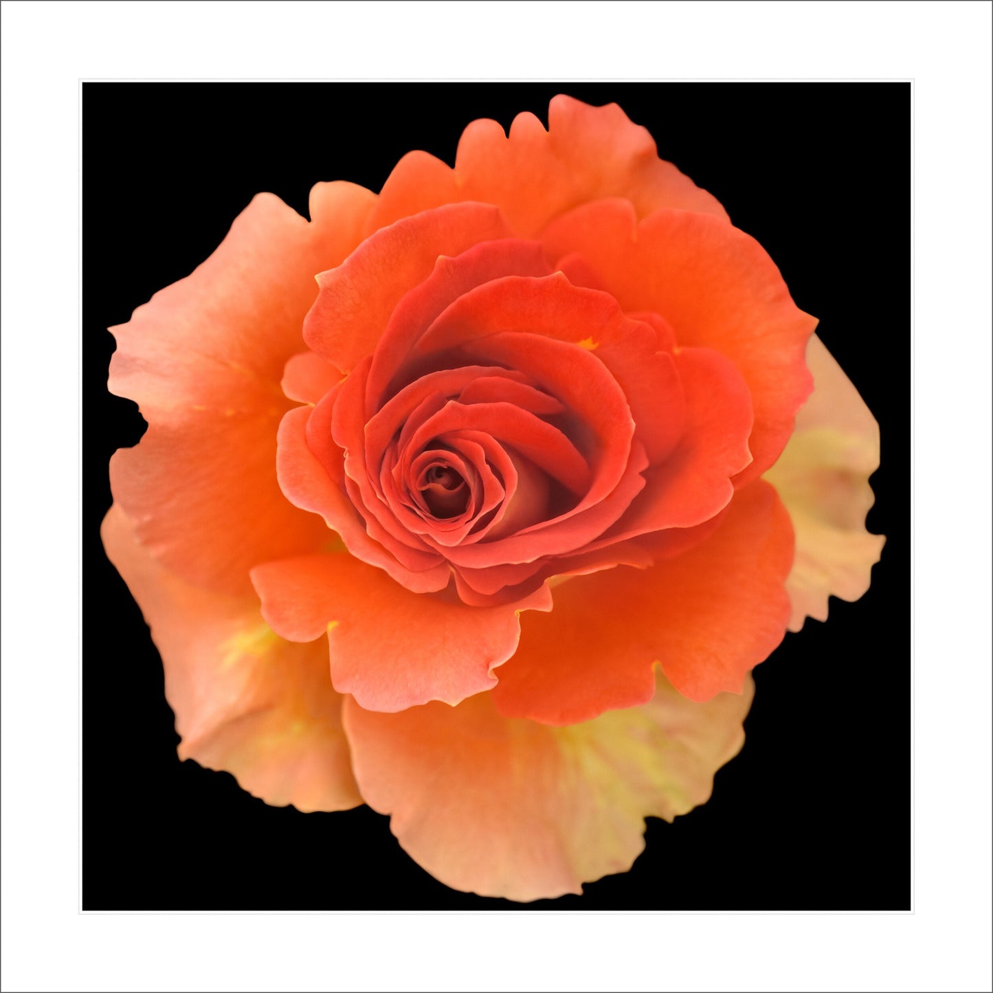 print of vibrant deep orange rose in blooming with spiral center surrounded by looser unfurling ruffled petals turning to yellow Centered in Square mode, black background 12" white mat