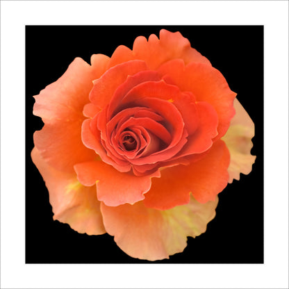 print of vibrant deep orange rose in blooming with spiral center surrounded by looser unfurling ruffled petals turning to yellow Centered in Square mode, black background 16" white mat