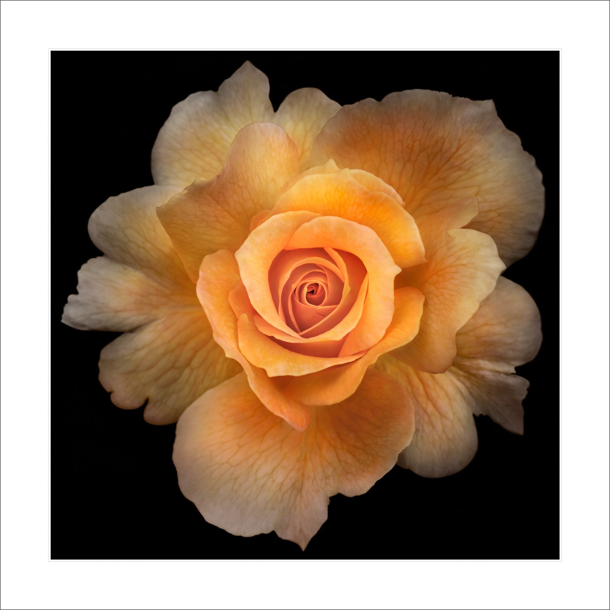 partially blooming yellow with orange hybrid rose scalloped outer petals and circular petal center Centered in Square mode on black background 12" white mat