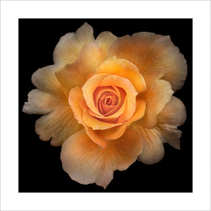 partially blooming yellow with orange hybrid rose scalloped outer petals and circular petal center Centered in Square mode on black background 16" white mat