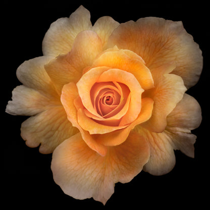 partially blooming yellow with orange hybrid rose scalloped outer petals and circular petal center Centered in Square mode on black background wall art