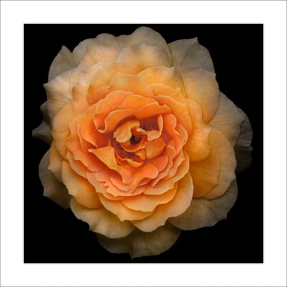 Double blooming yellow orange Rose with symmetrical petals Centered in Square mode on black background 12" white mat