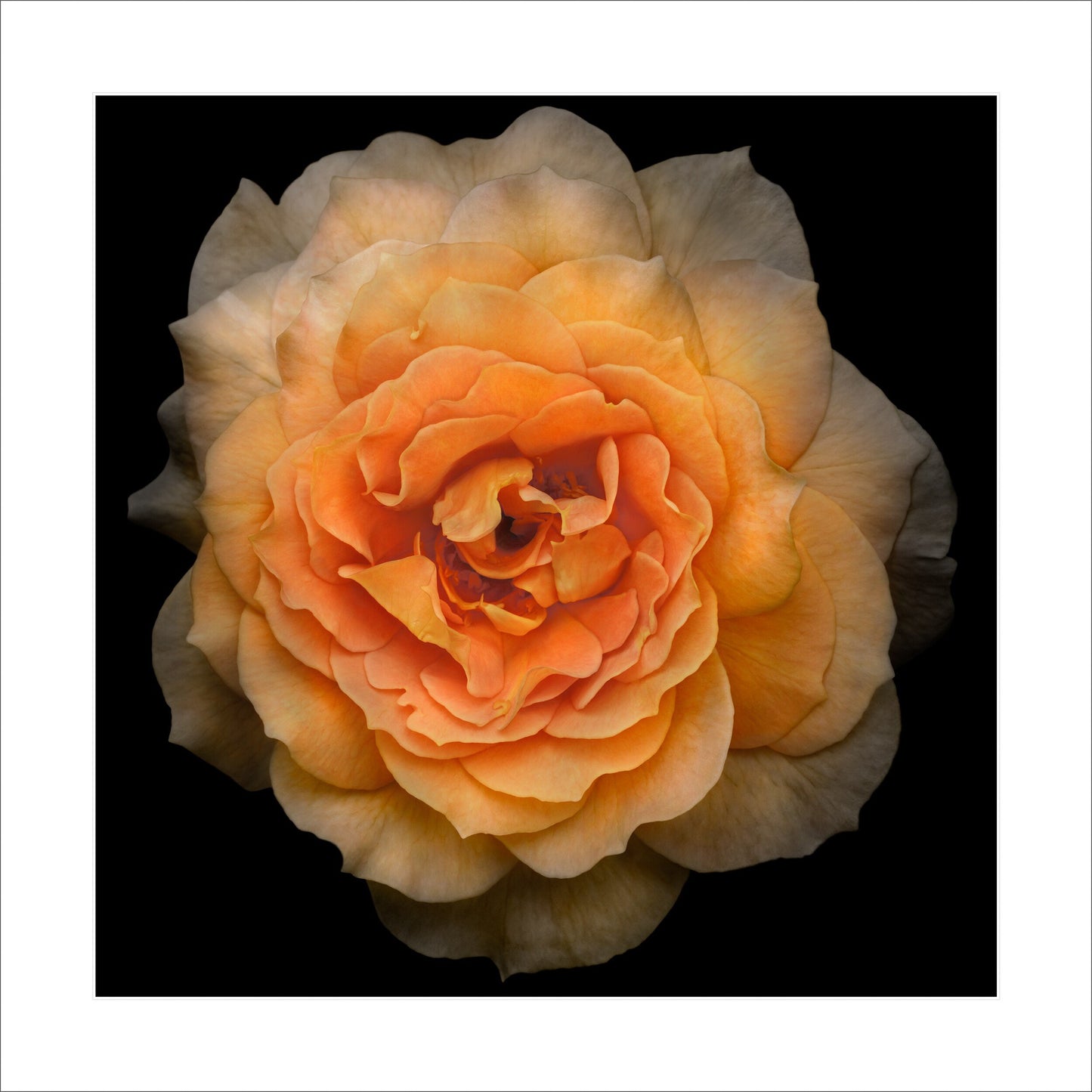 Double blooming yellow orange Rose with symmetrical petals Centered in Square mode on black background 16" white mat