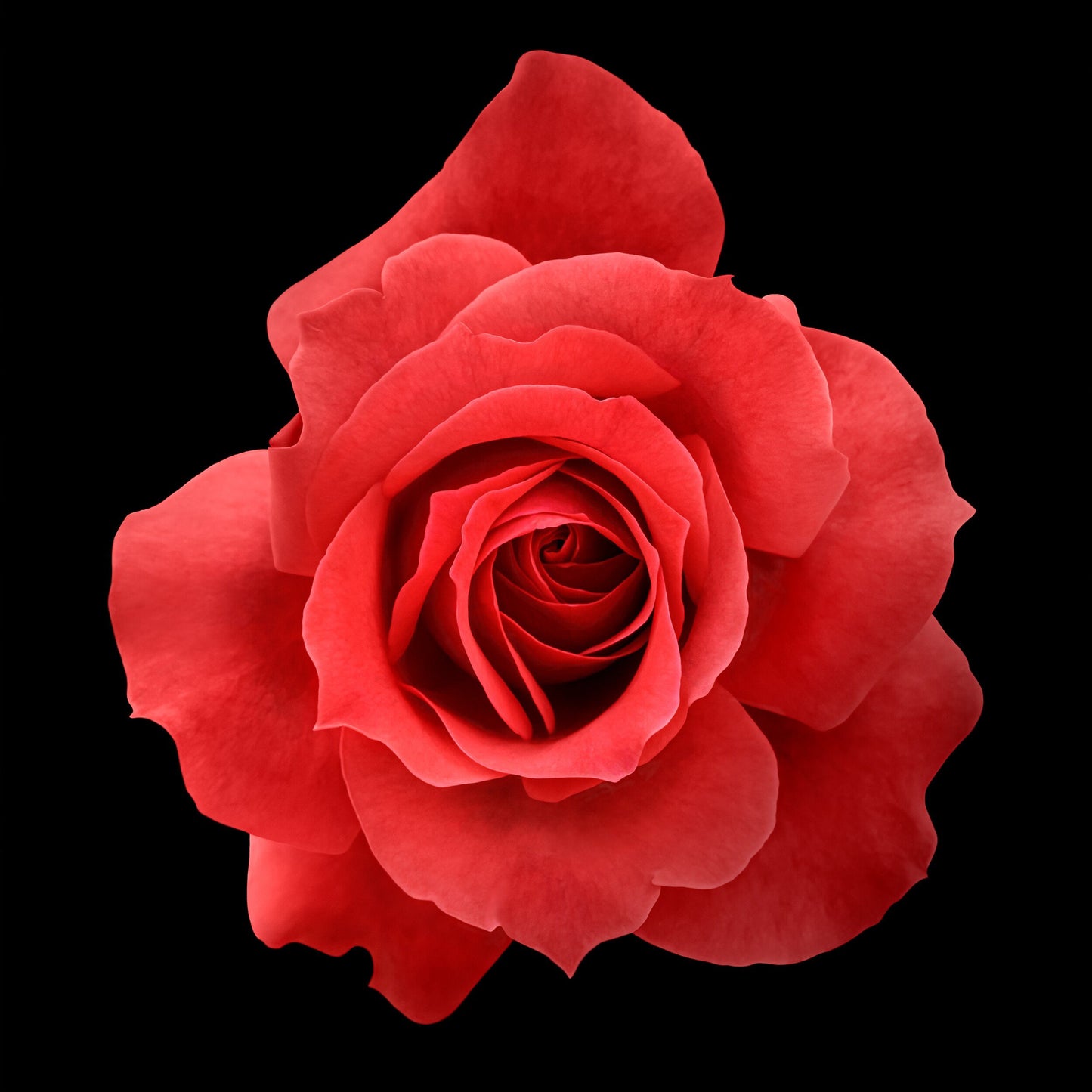 Print of vibrant rose packed with spiral petals that recurve slightly to lend the blooms a pointed, starry silhouette  form Centered in Square mode on black background wall art