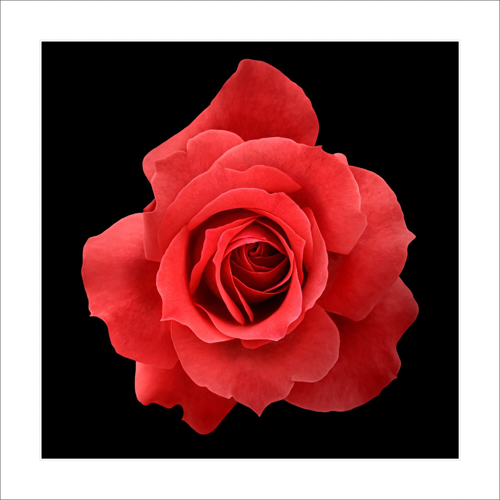 Print of vibrant rose packed with spiral petals that recurve slightly to lend the blooms a pointed, starry silhouette  form Centered in Square mode on black background 12" white mat