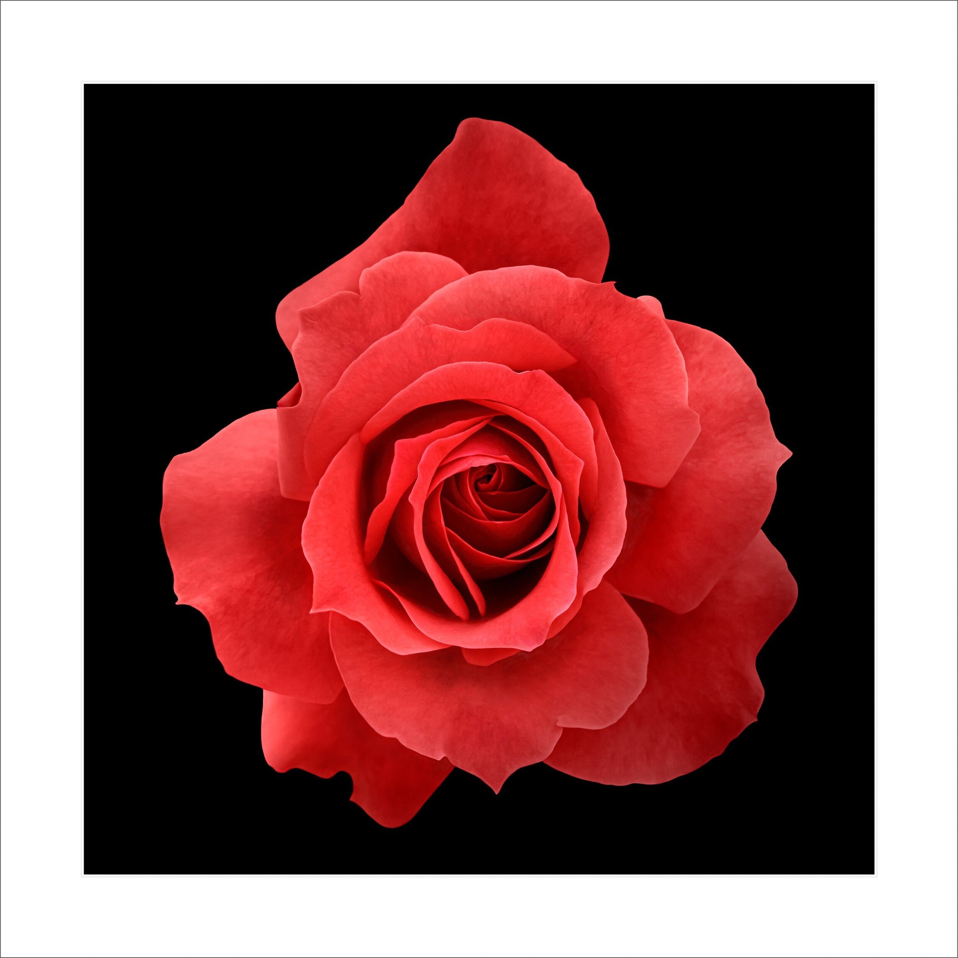 Print of vibrant rose packed with spiral petals that recurve slightly to lend the blooms a pointed, starry silhouette  form Centered in Square mode on black background 16" white mat