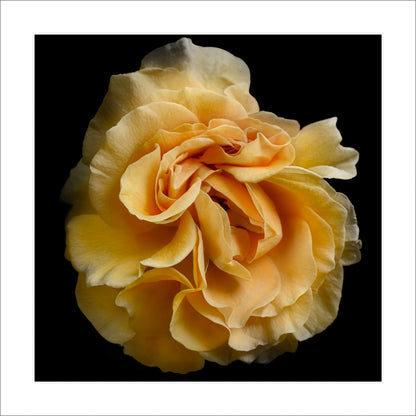 rosette blooming Rose with yellow and orange romantic unfolding petals Centered in Square mode on black background 12" white mat